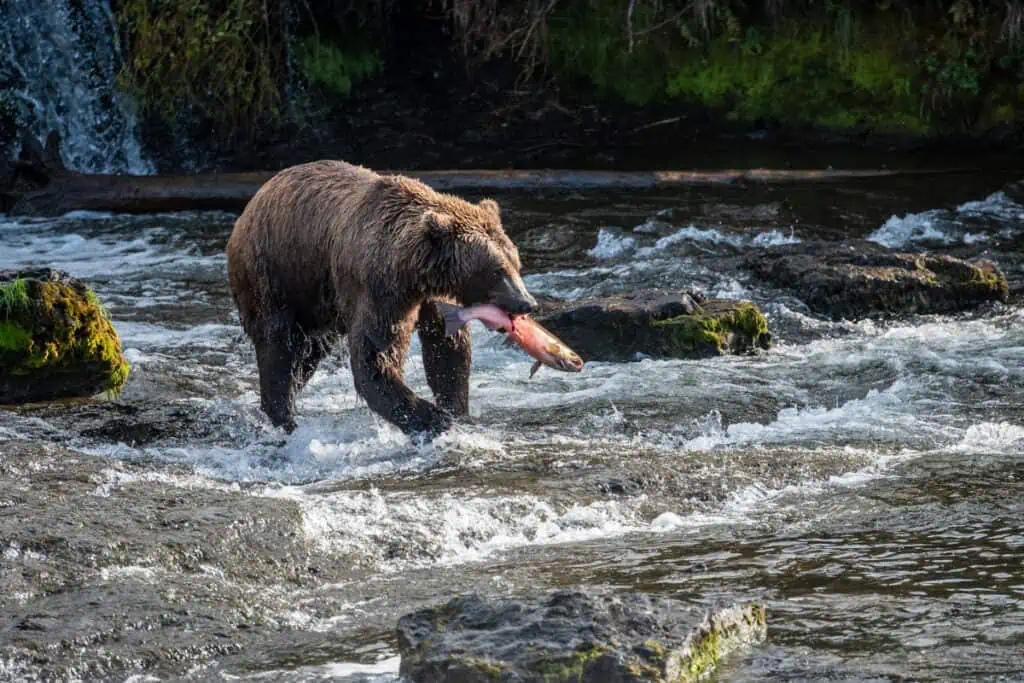 katmai national park