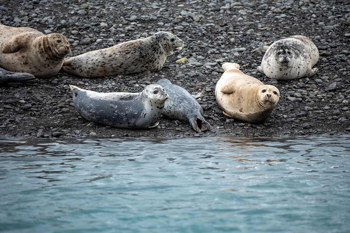 kenai fjords national park