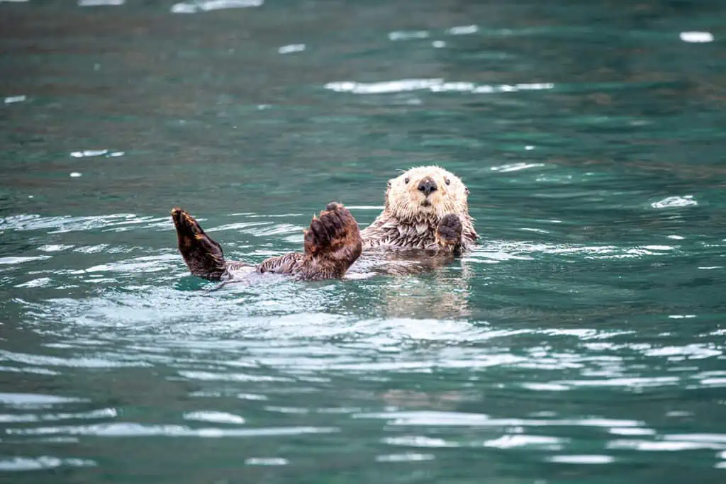 kenai fjords national park