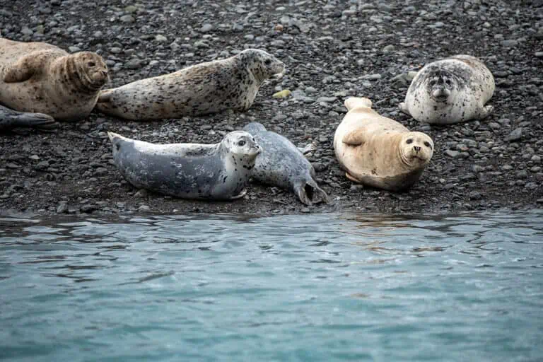 kenai fjords national park