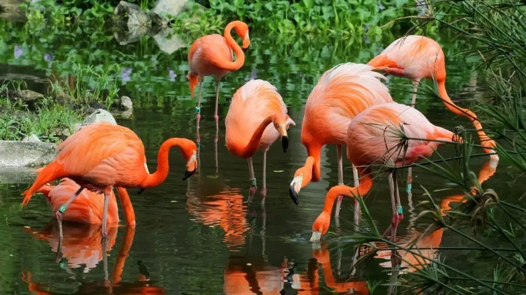 Miami Zoo