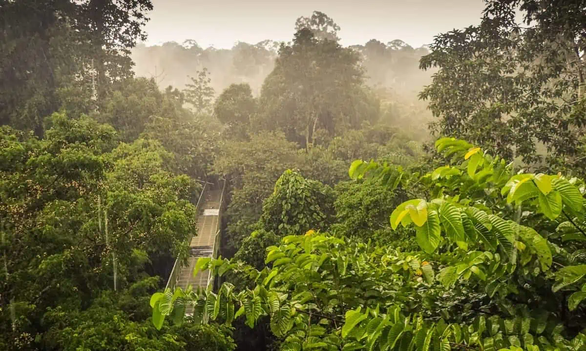 Sepilok, Borneo Rainforest
