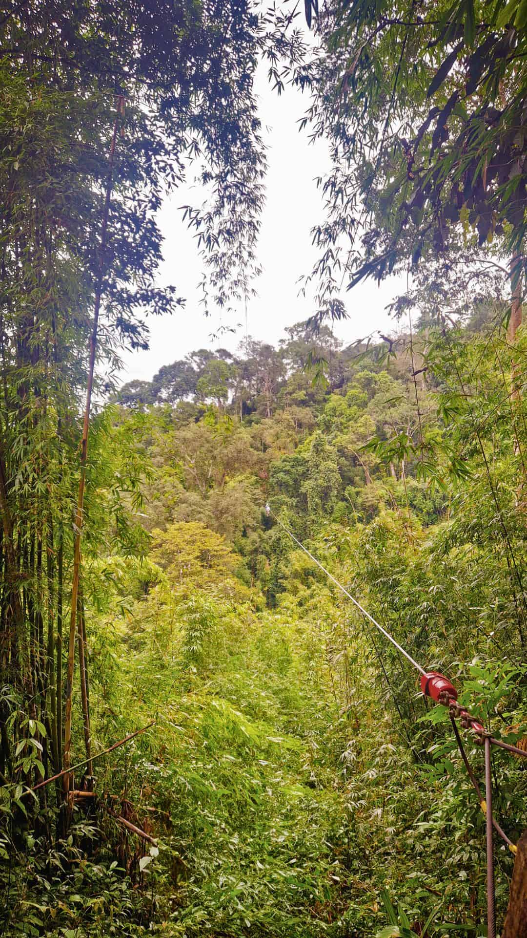 A lush green jungle with dense bamboo and tropical trees. A zipline cable stretches across the forest, anchored to a tree with a red pulley system. The view is framed by tall bamboo stalks, leading to a distant, tree-covered hill in Laos.
