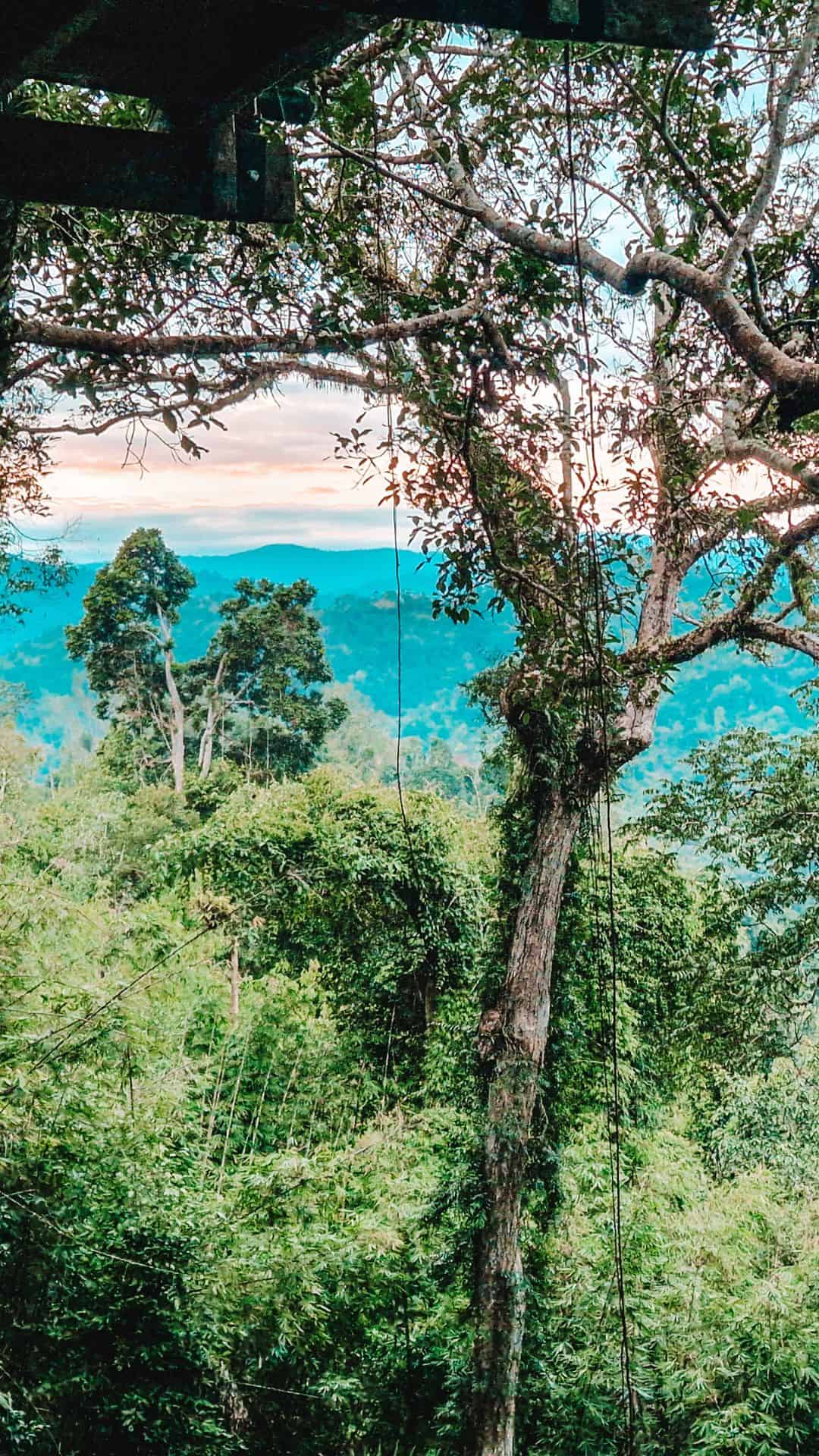 Views of the jungle in Laos