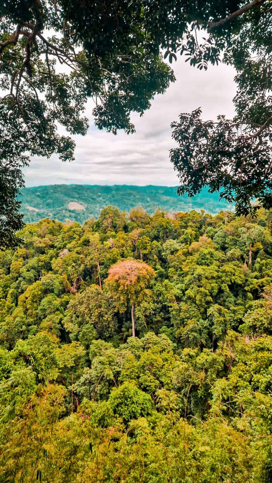 A dense tropical rainforest stretches across rolling hills, with a single tall tree in the center displaying orange-hued leaves. The scene is framed by overhanging branches, with distant mountains visible under a cloudy sky in Laos.