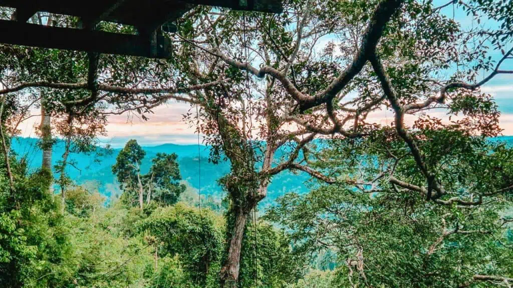 A breathtaking view of a dense rainforest stretching toward the horizon, with a soft pink and blue sunset sky visible through the branches of a large tree in Laos.