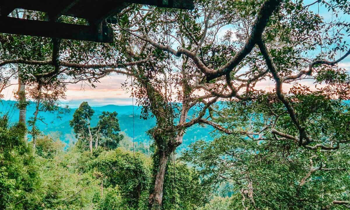 A breathtaking view of a dense rainforest stretching toward the horizon, with a soft pink and blue sunset sky visible through the branches of a large tree in Laos.