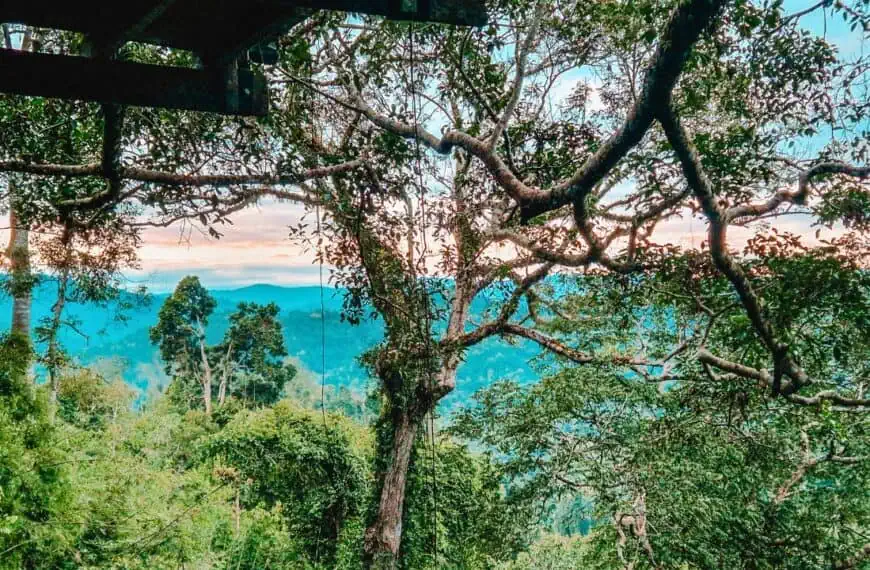 A breathtaking view of a dense rainforest stretching toward the horizon, with a soft pink and blue sunset sky visible through the branches of a large tree in Laos.
