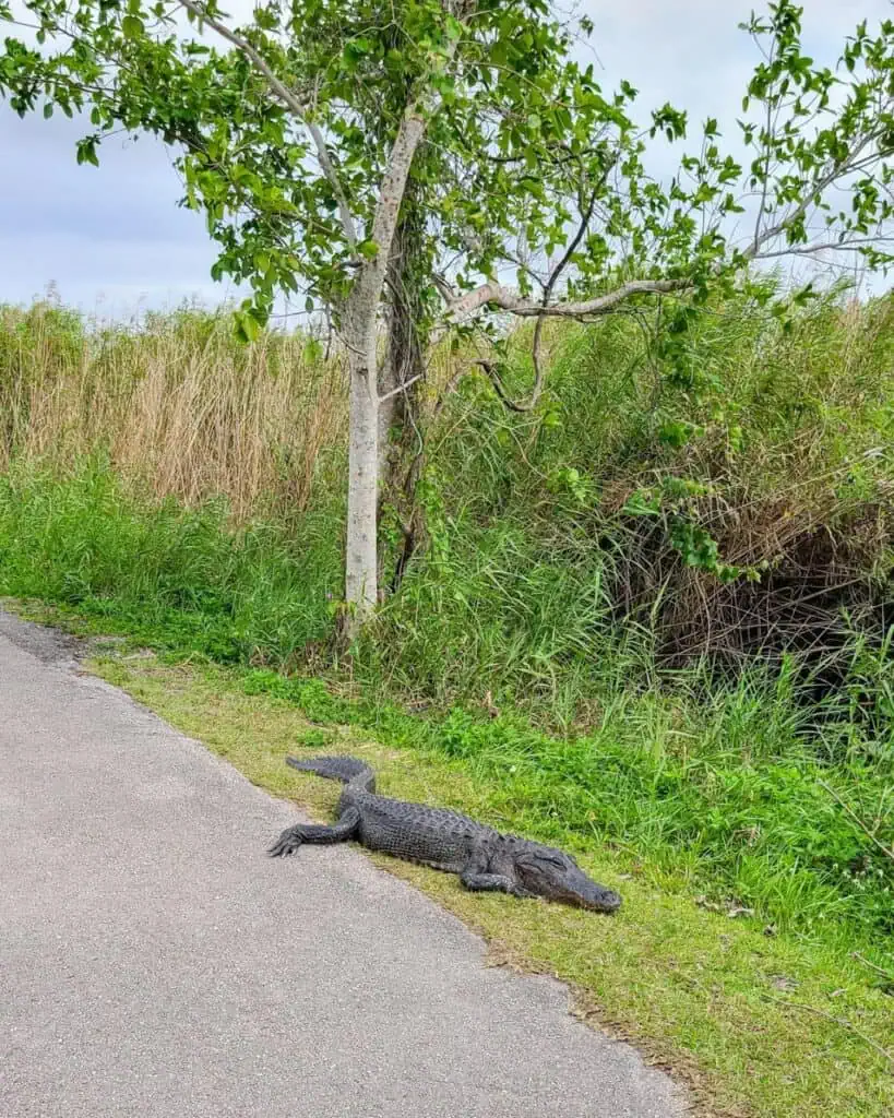 Alligators in Everglades National Park, Florida