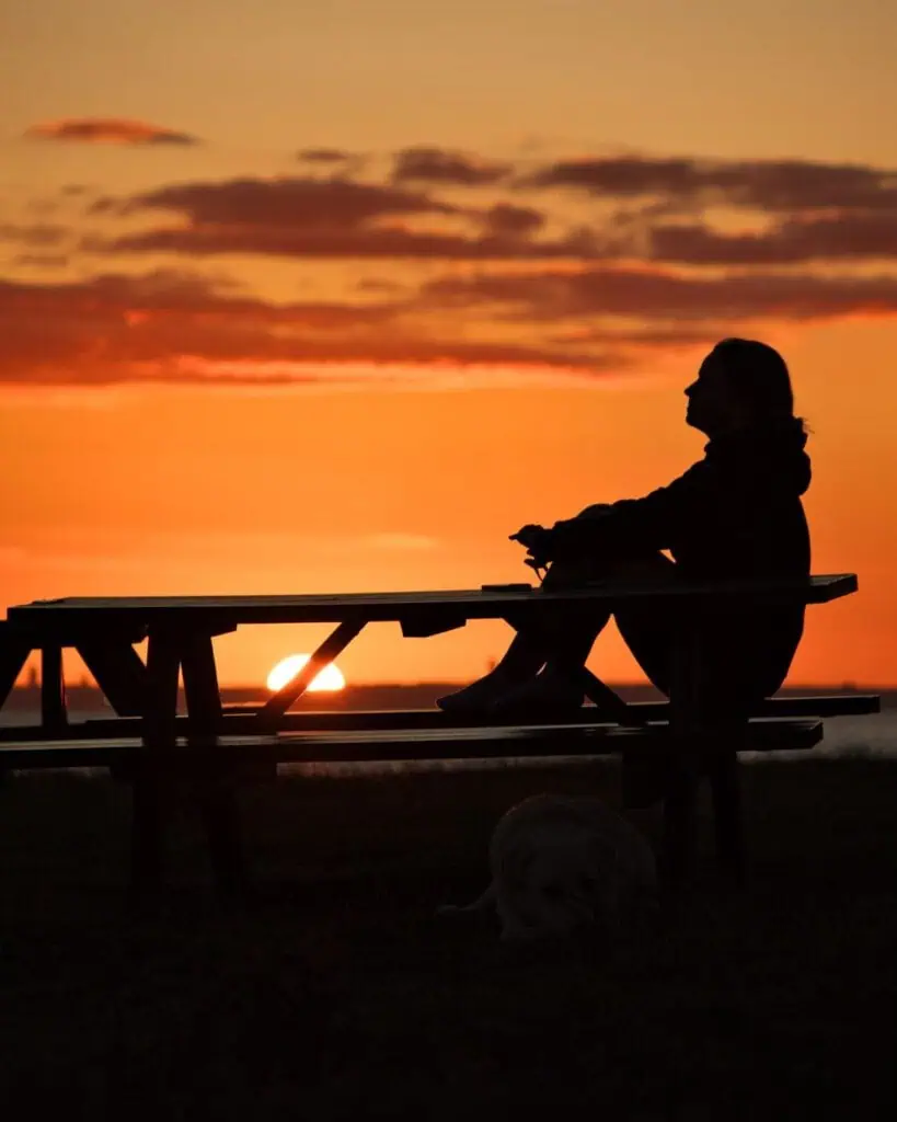 Watching Dolphins at Sunset, Vanlife (Sophia Molnar)