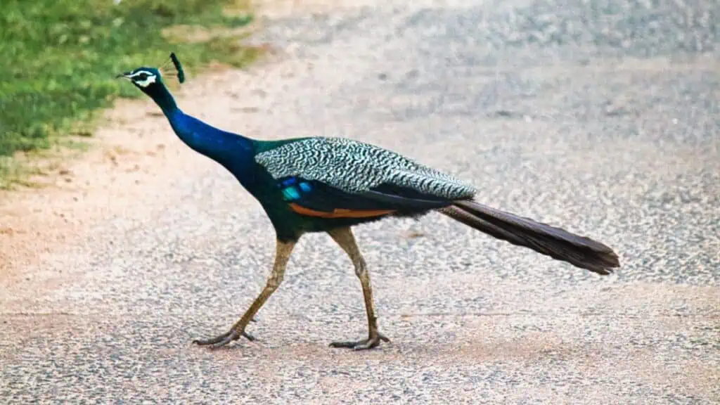 Birds of Sri Lanka