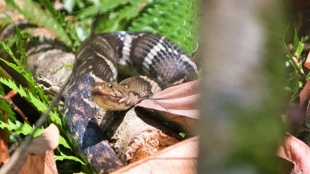 Snake in the Sinharaja Forest Reserve