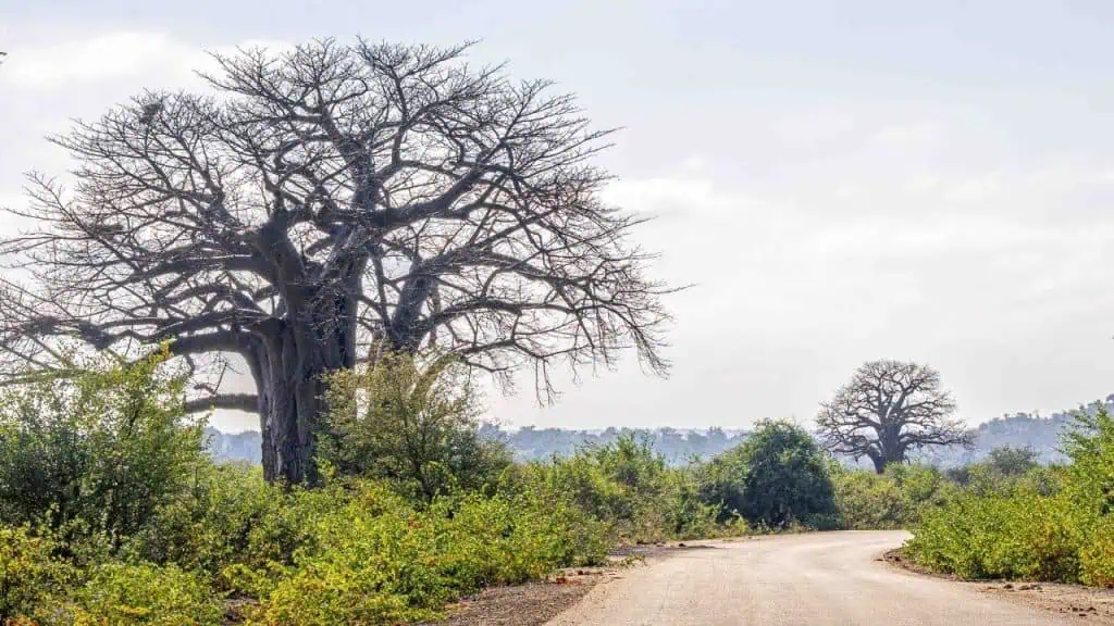 Baobabs in Kruger National Park, South Africa