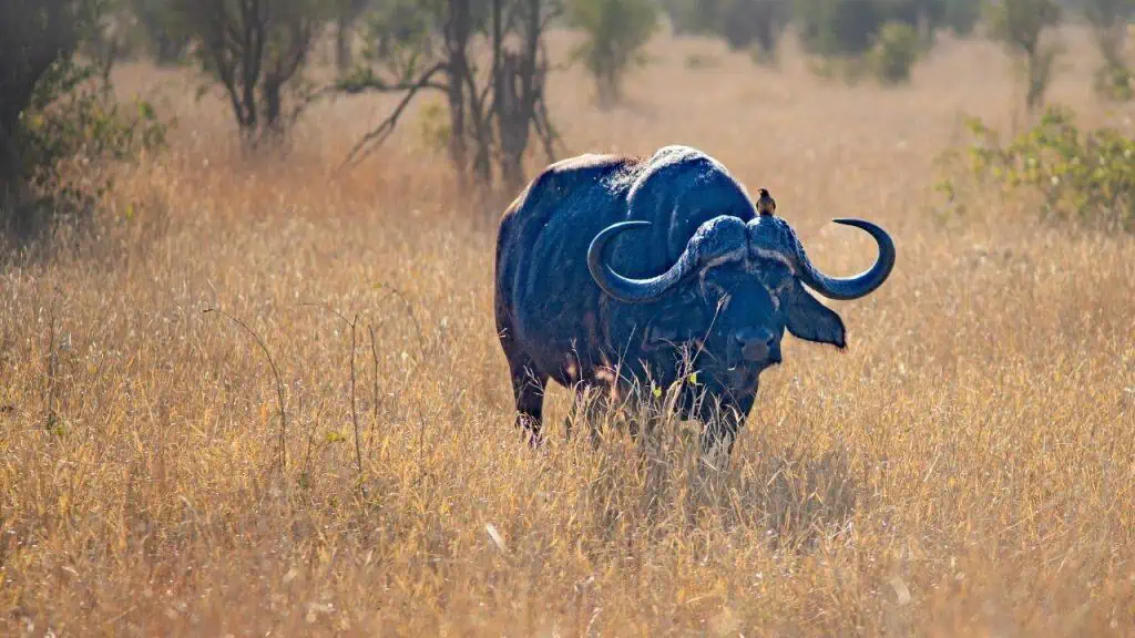 Buffalo in Kruger National Park, South Africa