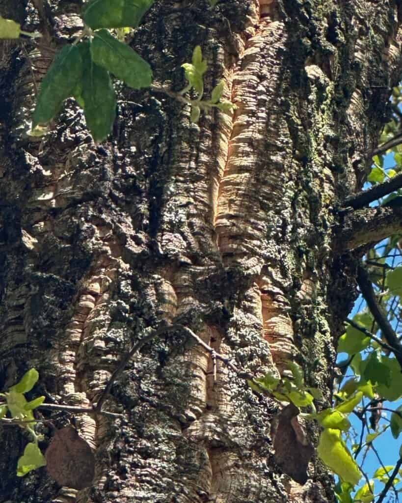 Cork Tree in Guimarães, Portugal