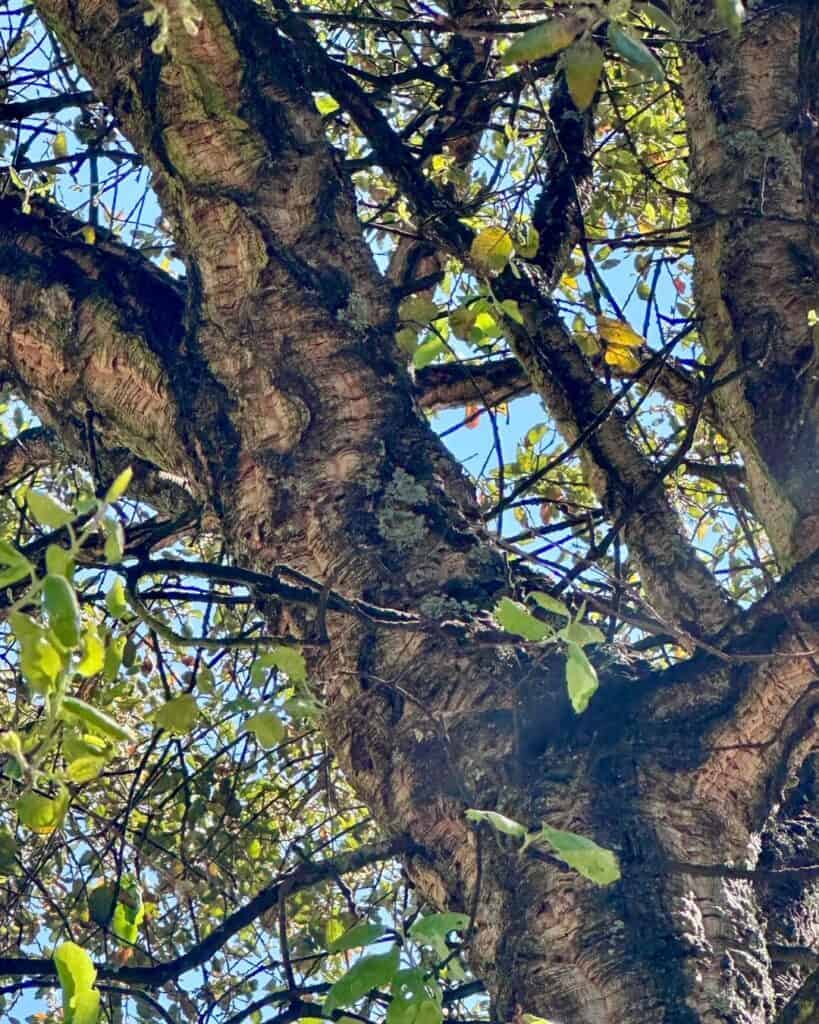 Cork Tree in Guimarães, Portugal