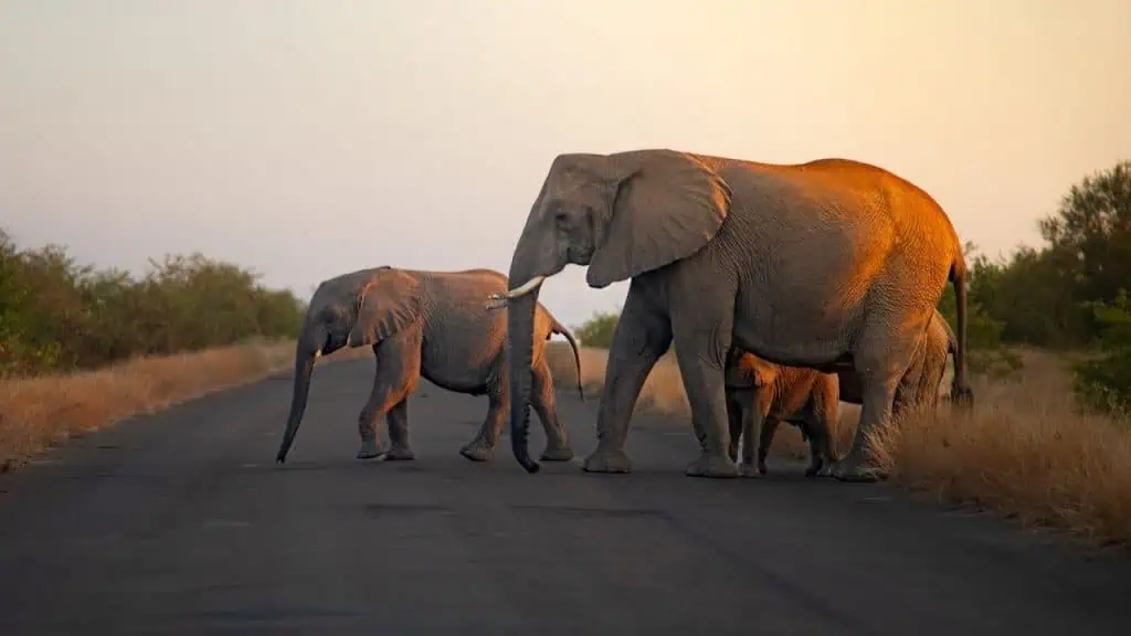 Elephants in Kruger National Park, South Africa