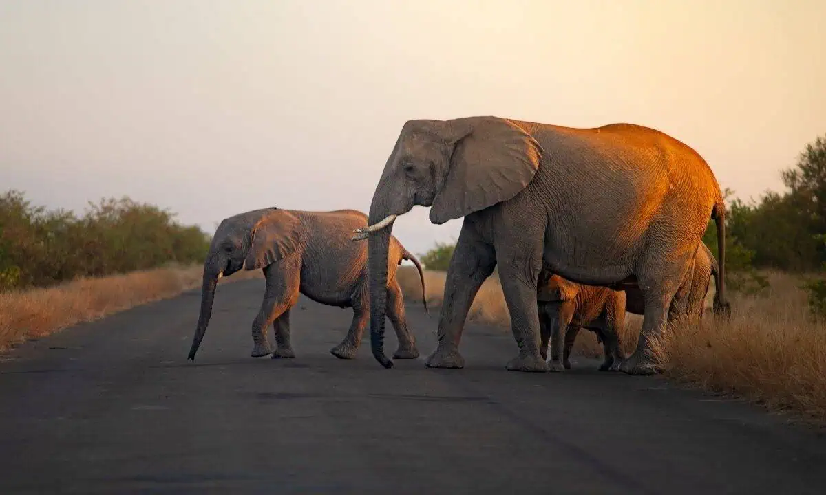 Elephants in Kruger National Park, South Africa