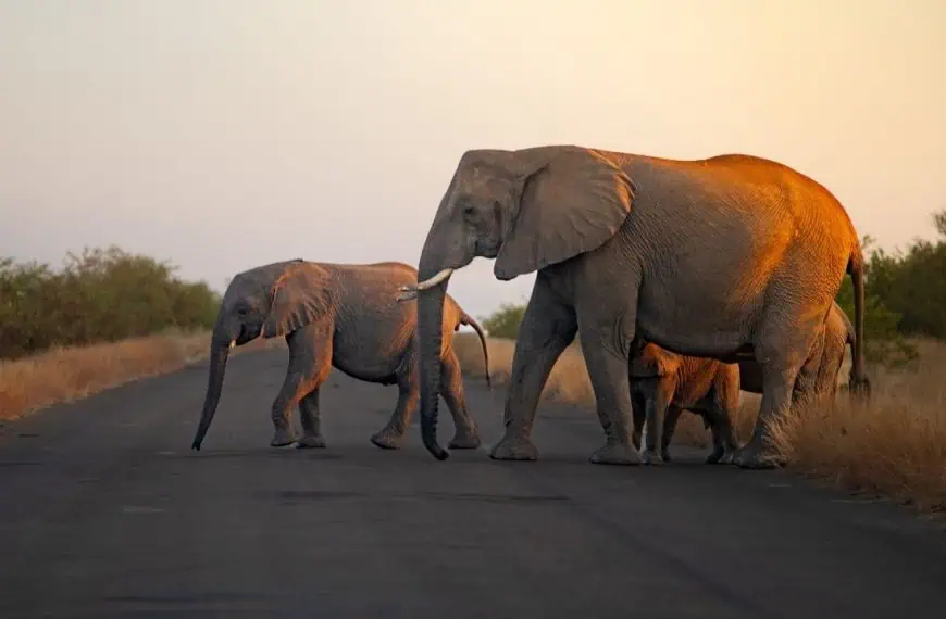 Elephants in Kruger National Park, South Africa
