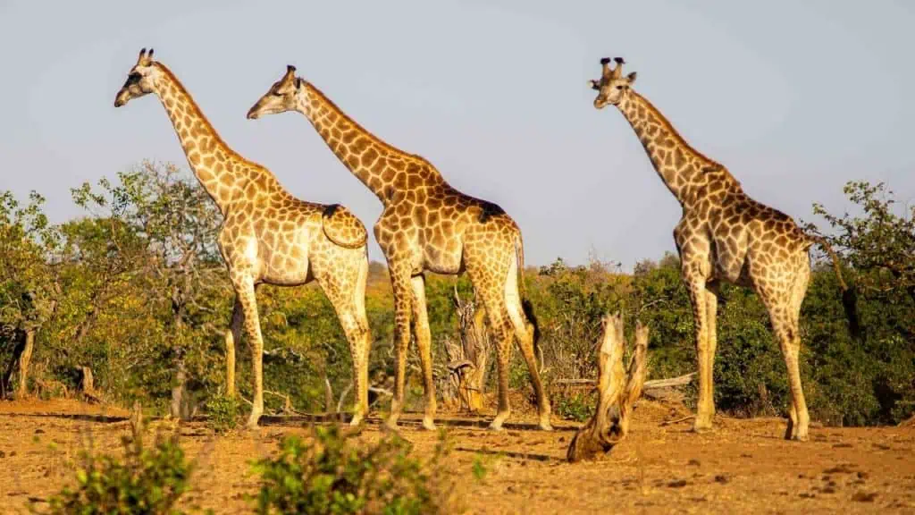 Giraffe in Kruger National Park, South Africa
