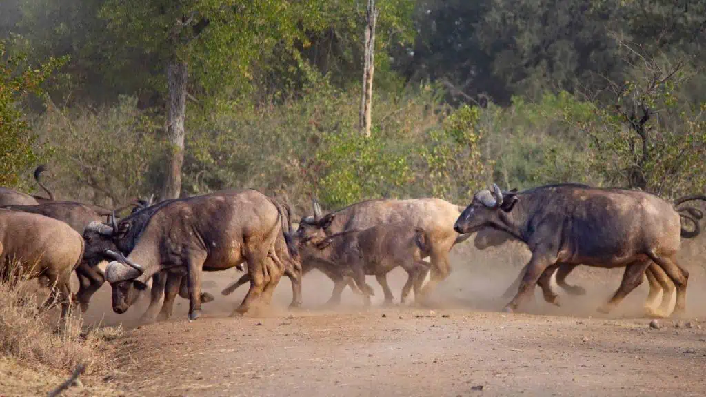 Herd of Buffalo in Kruger National Park, South Africa