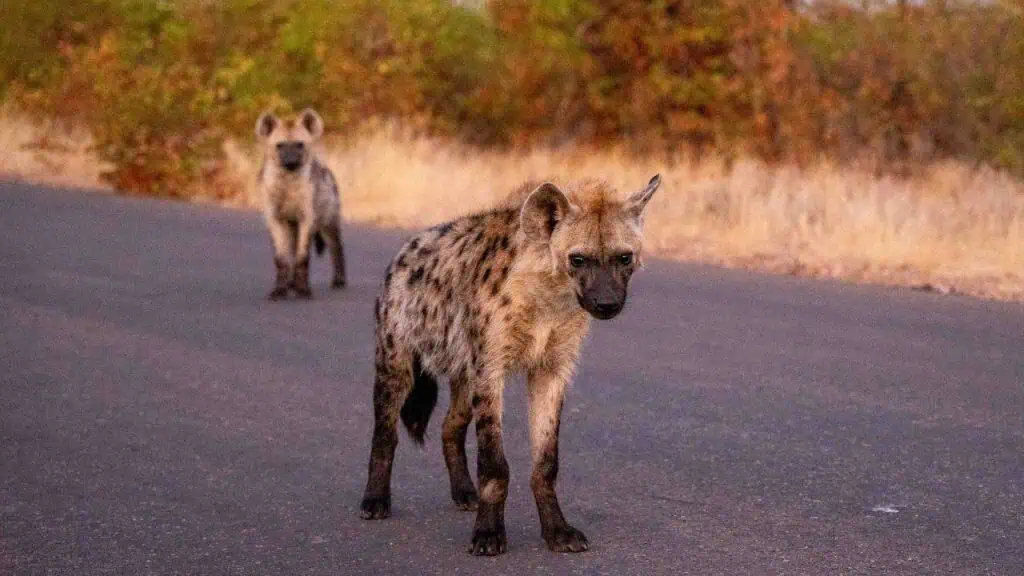 Hyeanas in Kruger National Park, South Africa