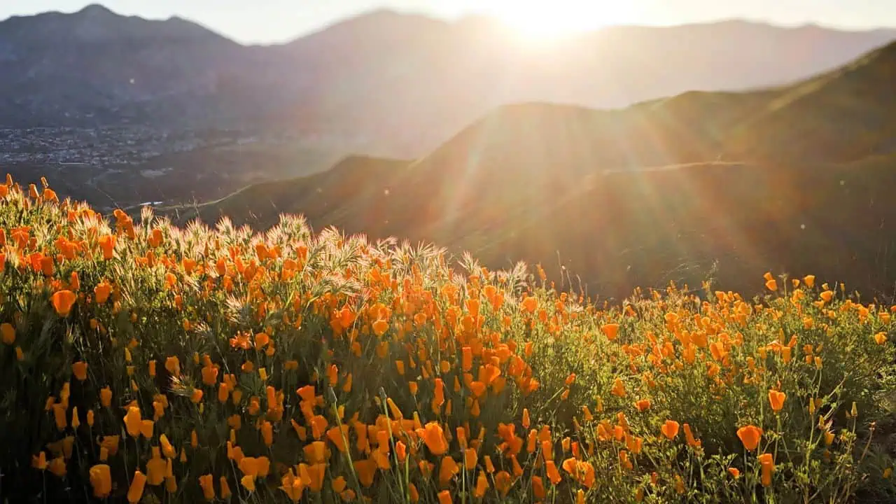 Lake Elsinore, CA Poppy Superbloom