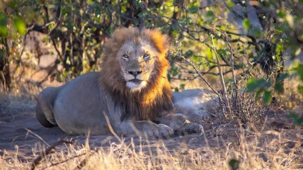 Lion in Kruger National Park, South Africa