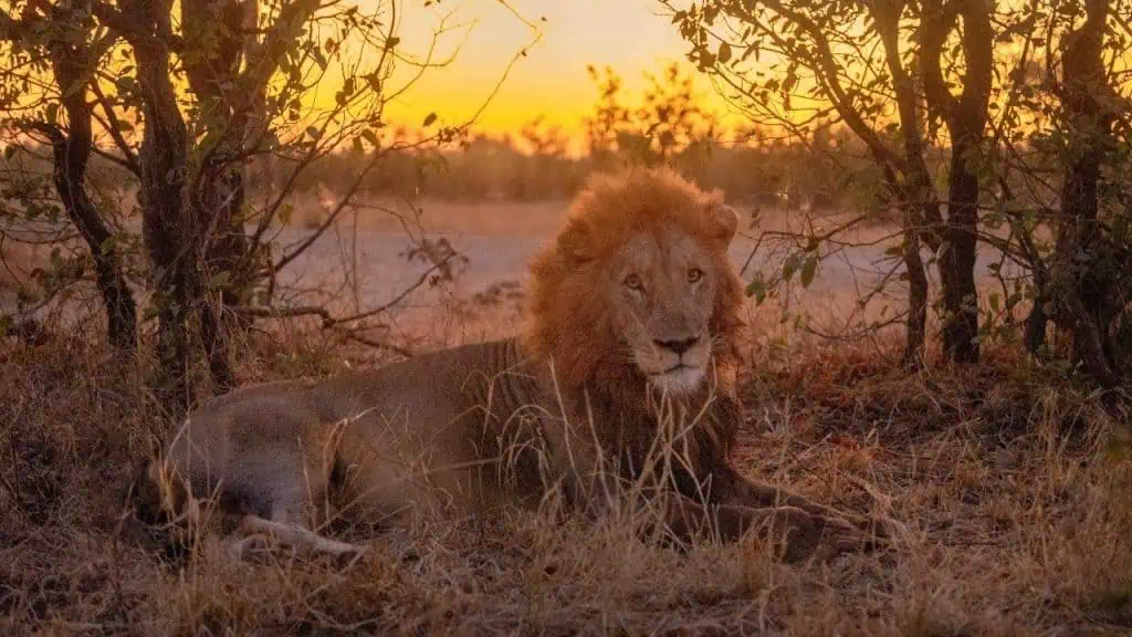 Lion at Sunset in Kruger National Park, South Africa
