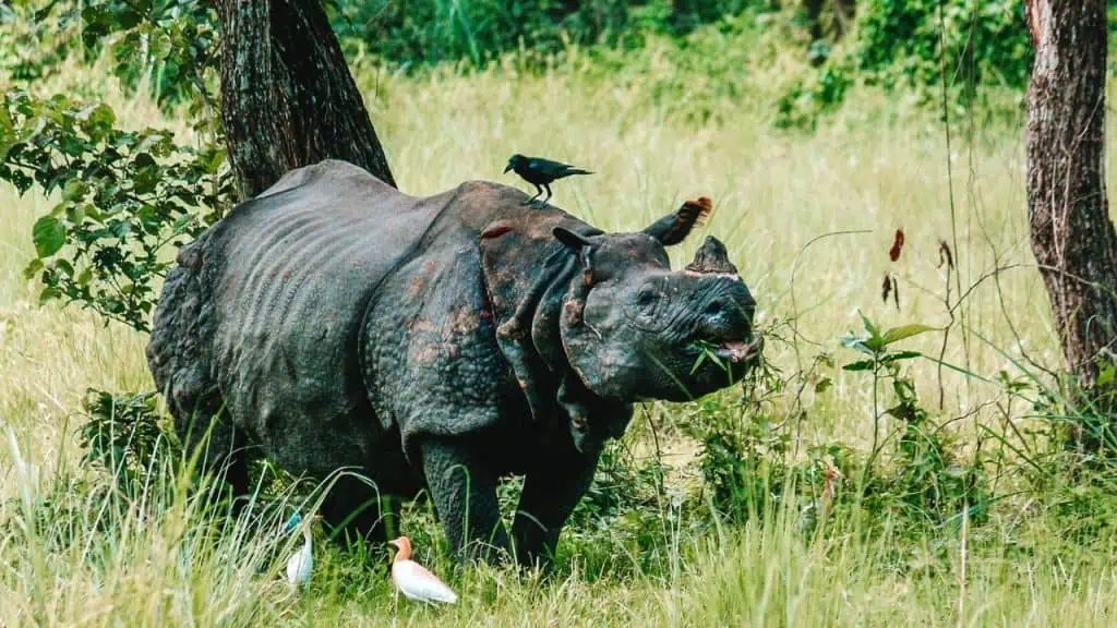 Rhino in Chitwan Nepal