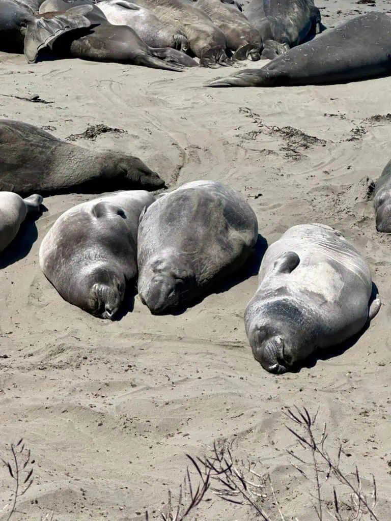 Baby Elephant Seals