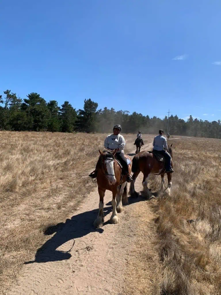 Covell's Clydesdales