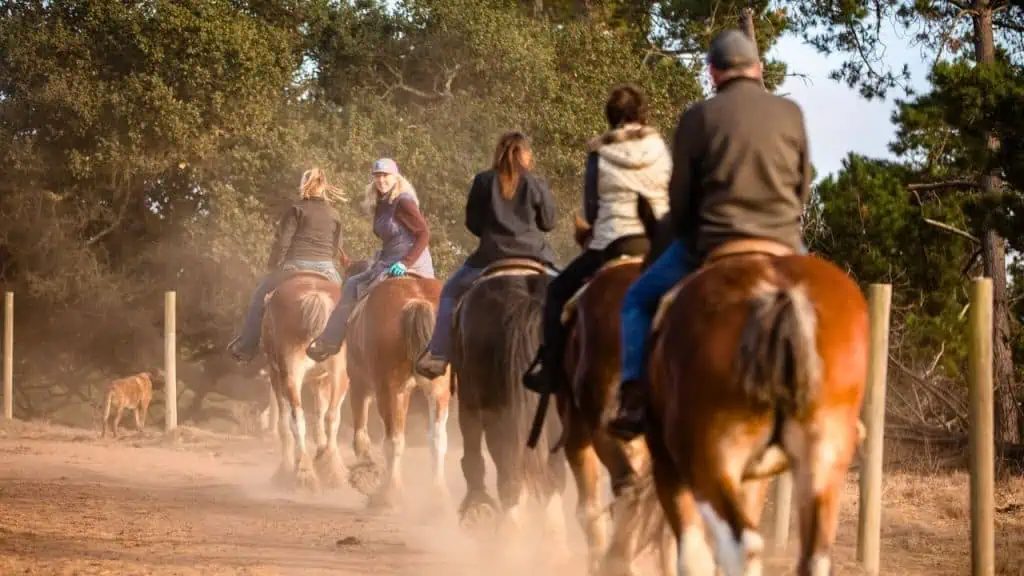 Covell's Clydesdales