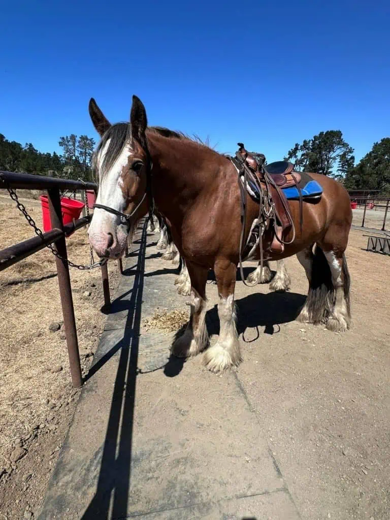Covell's Clydesdales