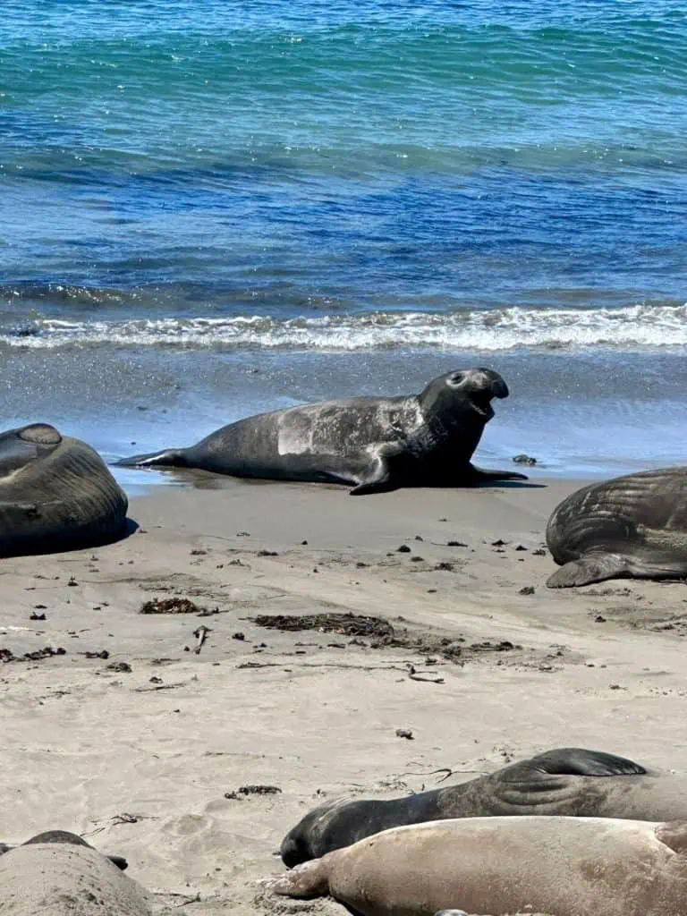Male Elephant Seal