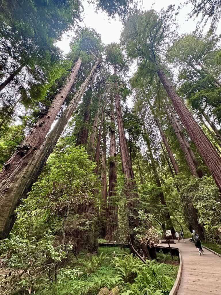 Muir Woods National Monument
