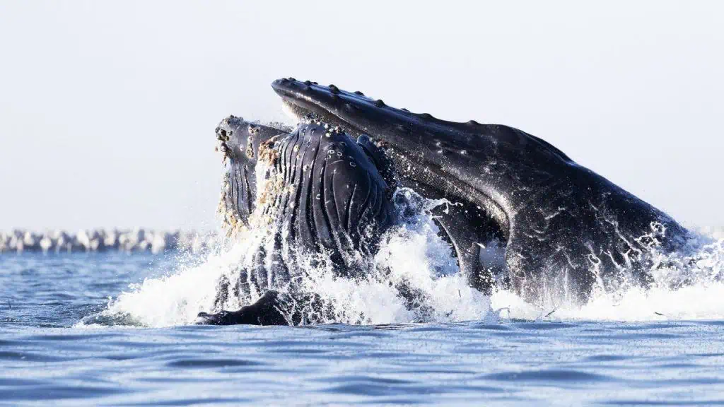 Whale Watching in Avila Beach