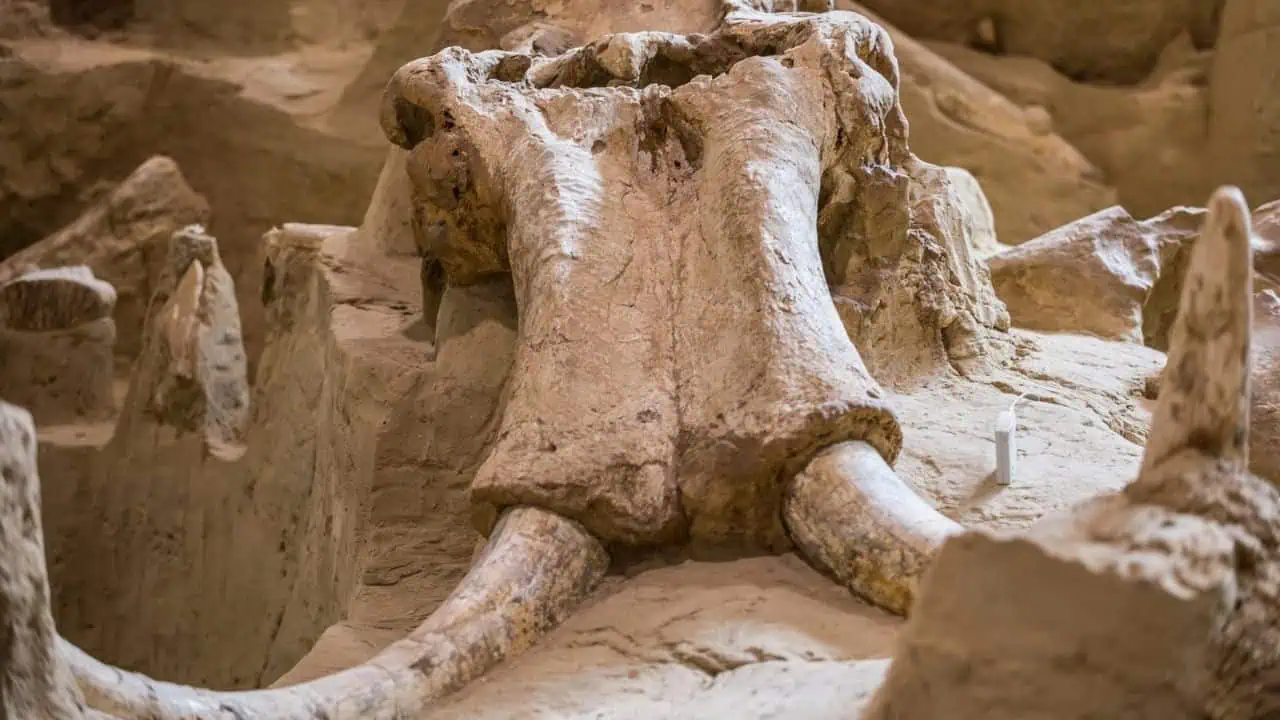 Mammoth Site