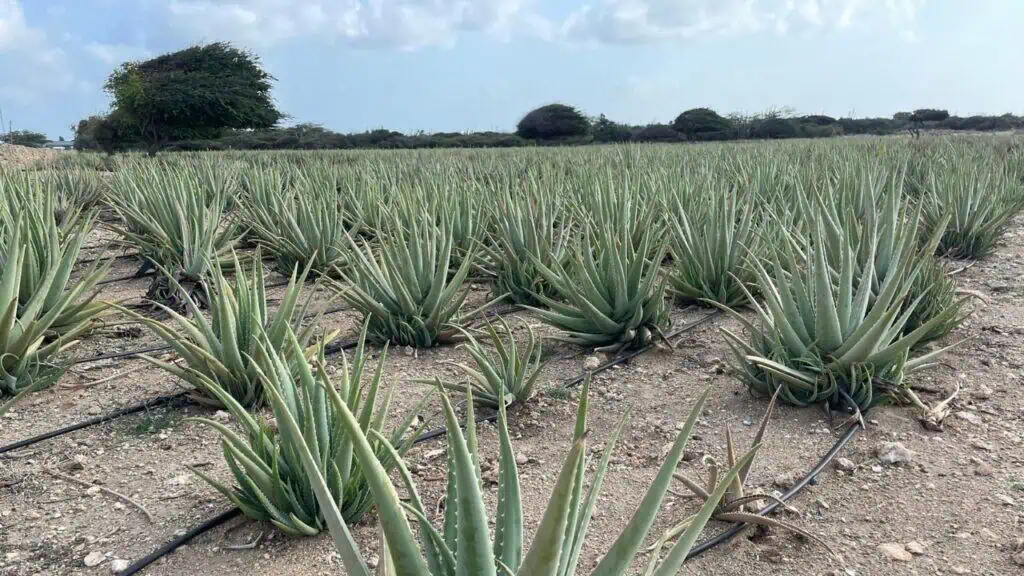 Royal Aruba Aloe