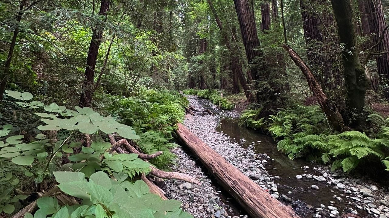 Muir Woods National Monument