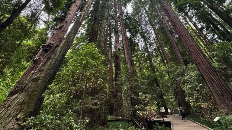 Muir Woods National Monument