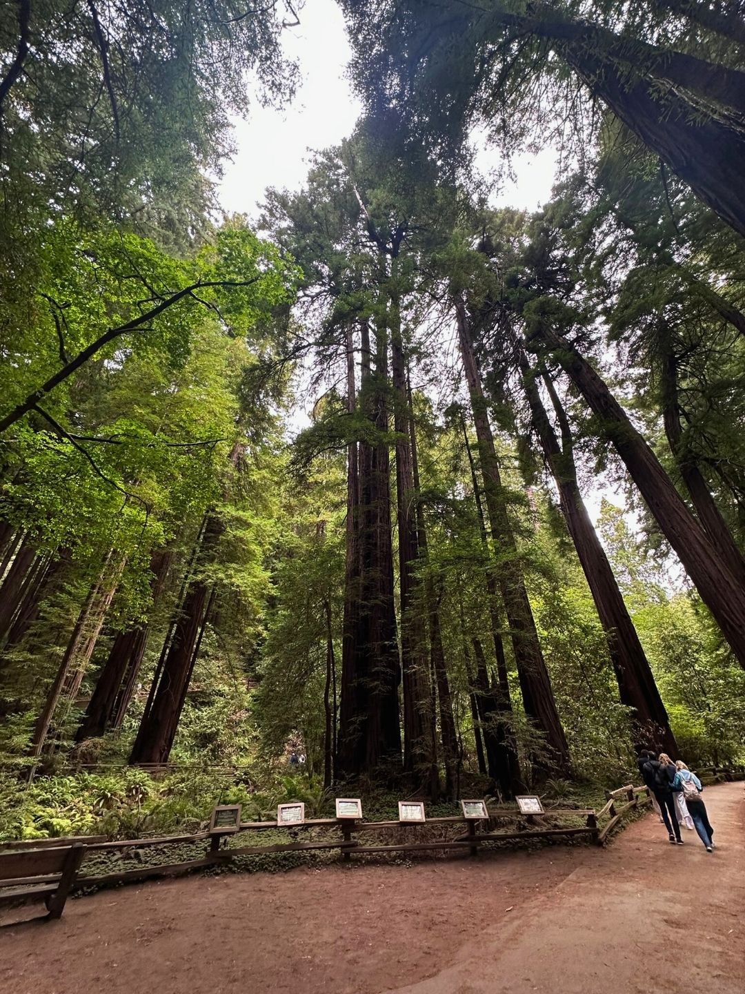 Muir Woods National Monument