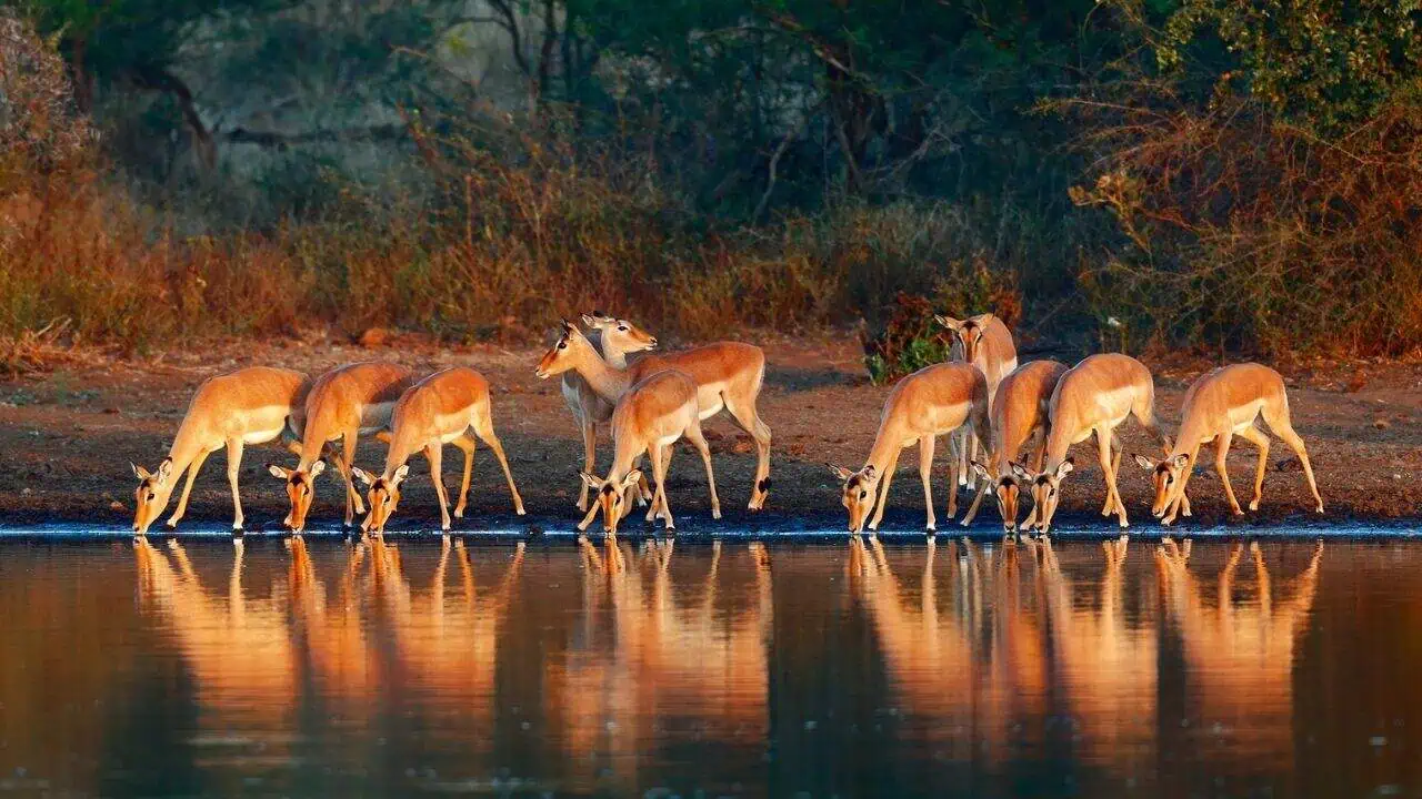Kruger National Park