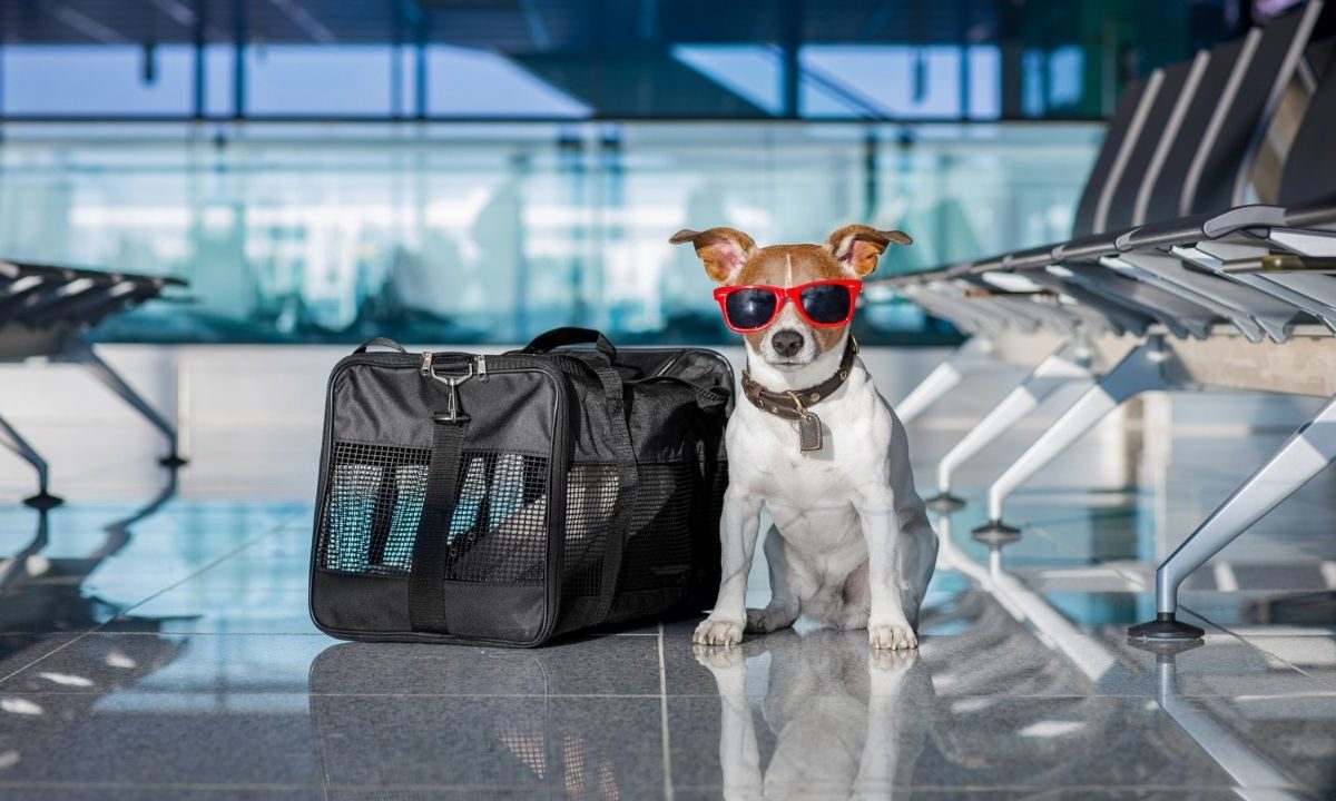 taking your dog on vacation