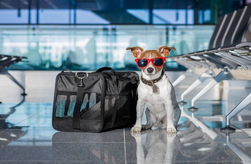 taking your dog on vacation