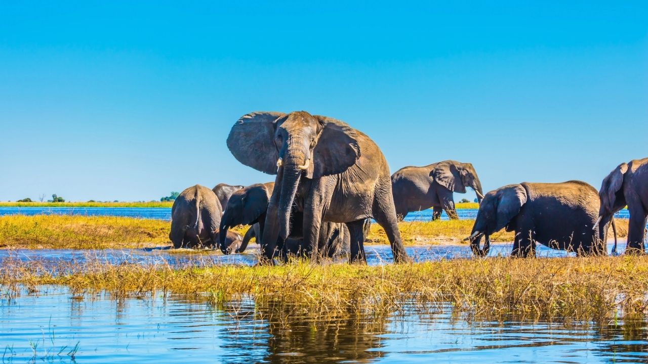 Chobe National Park, Botswana