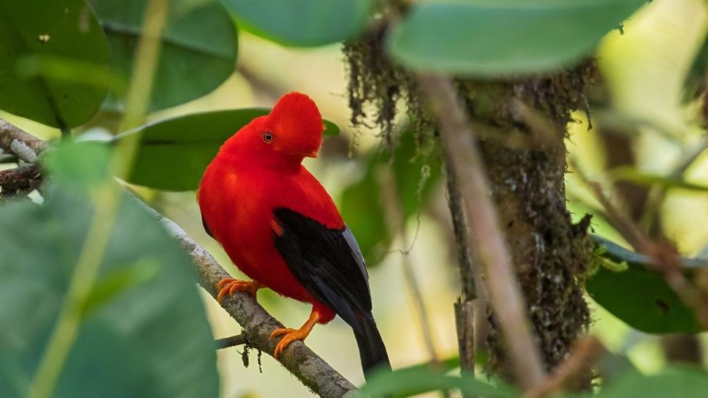 Mindo Cloud Forest, Ecuador