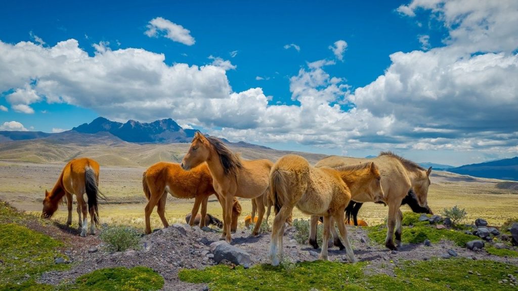 Wild Horses in the Cotopaxi National Park, Ecuador