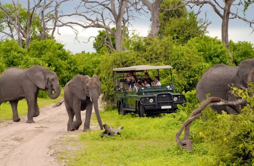Elephant Safari in Botswana
