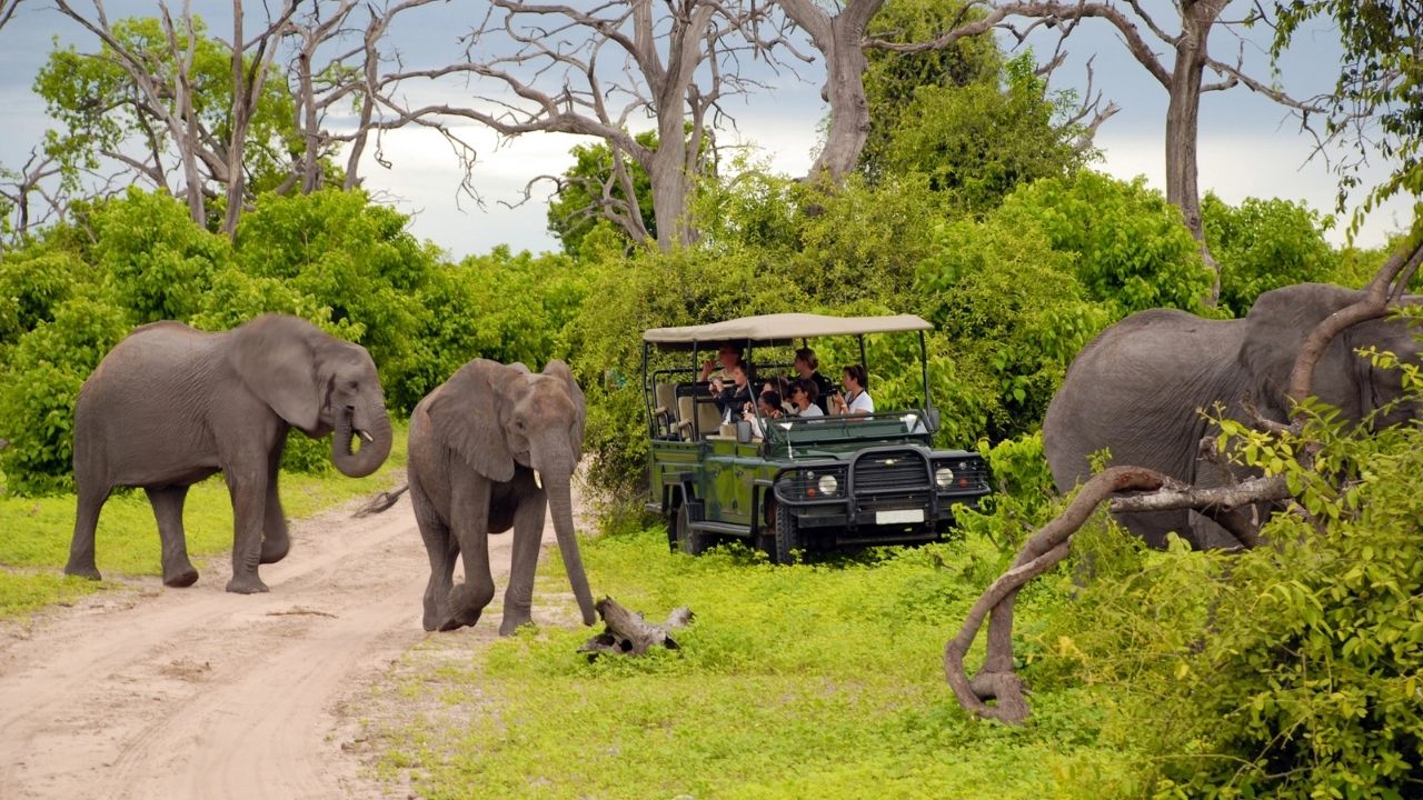 Elephant Safari in Botswana